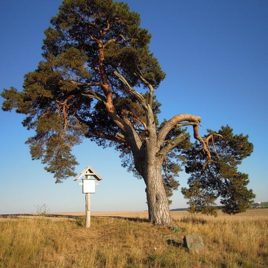 Pine near Nové Sady