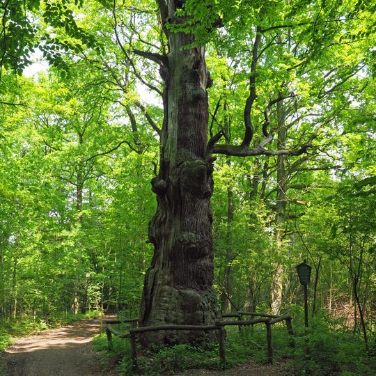 Rieseneiche im Sauerbusch