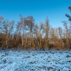 Schwarzerlenbruch mit Sauergrasplatte