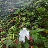La Fortuna