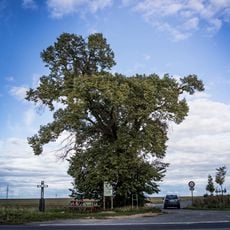 Lípa u černého křížku