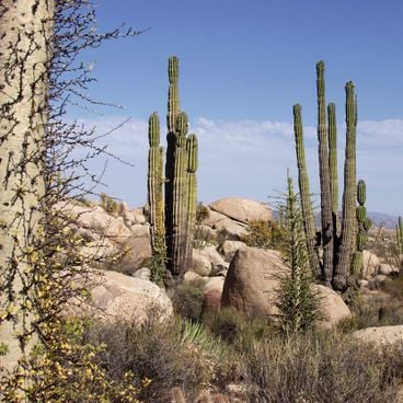 Landscapes and nature of Baja California