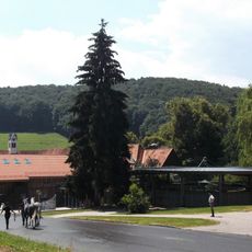 Marbach stud