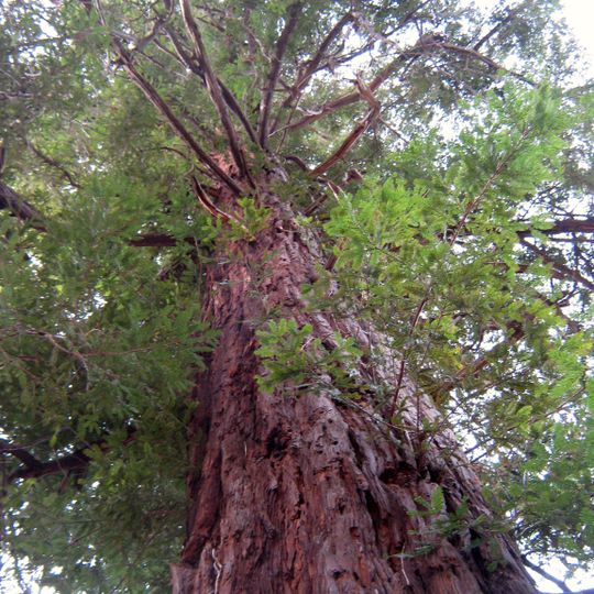 Sequoia sempreverde