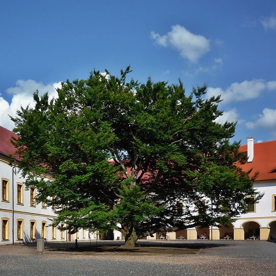 Buk na nádvoří zámku