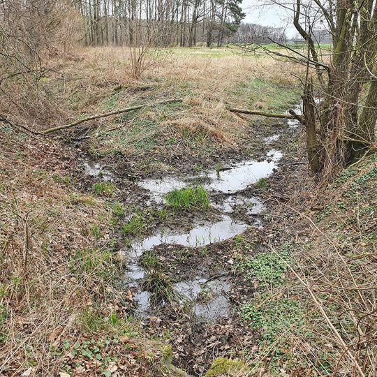 Schwertlilienhain am Forst Brandis