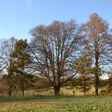 Lípa u putimské silnice