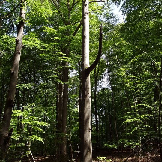 Wald südlich von Otzberg