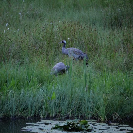 Vogelschutzgebiet Grunewald