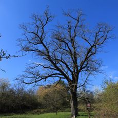 Hausnerova oskeruše