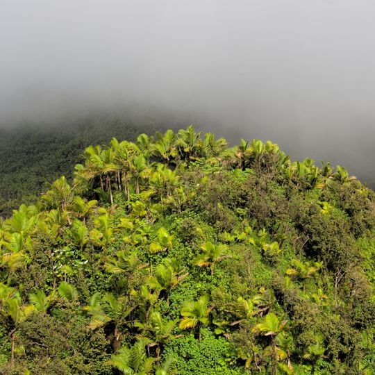 Forêt nationale d'El Yunque