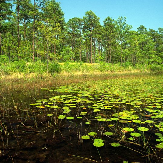 Croatan National Forest