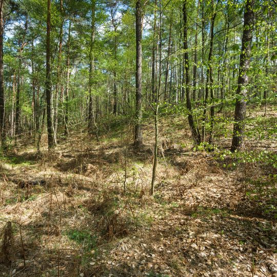 Raised bog in Sitzenroda forest