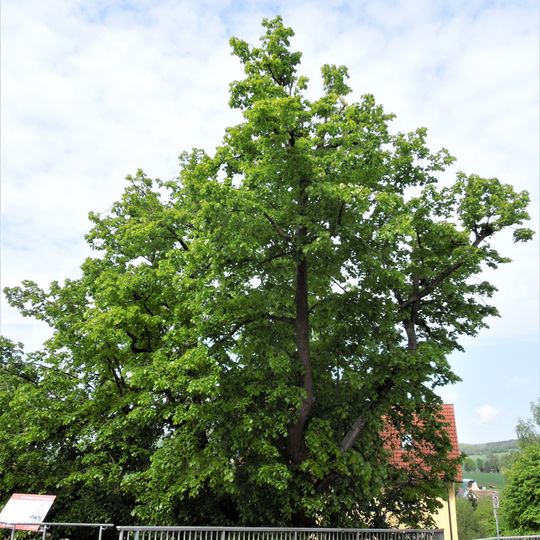 Niedensteiner Tanzlinde