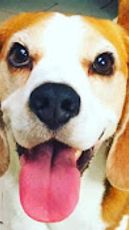 Louie The Beagle