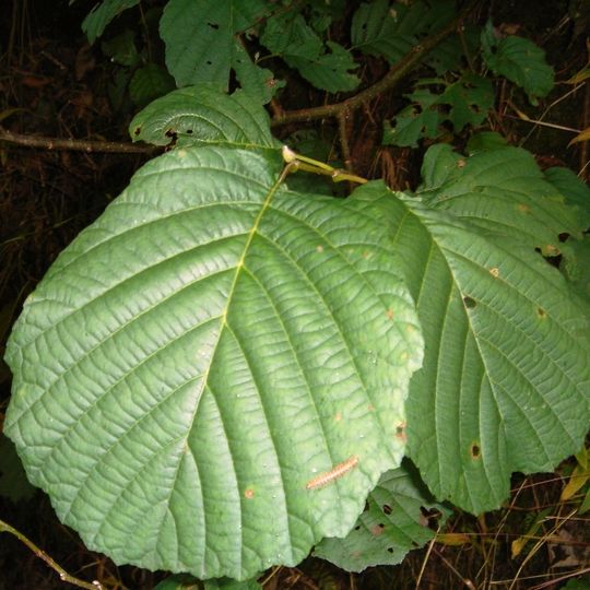 Arboretum du Massif des Agriers