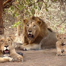 Gir Forest