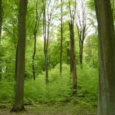 Nature reserve Buczyna Helenopol