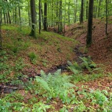 Schwarzwald bei Wüstensachsen