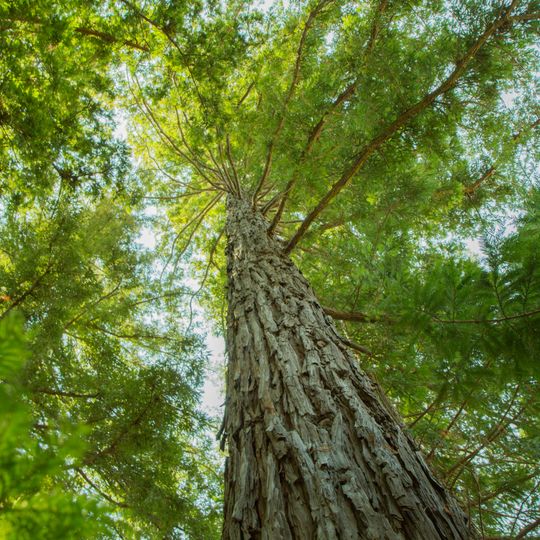 Redwood Plantation