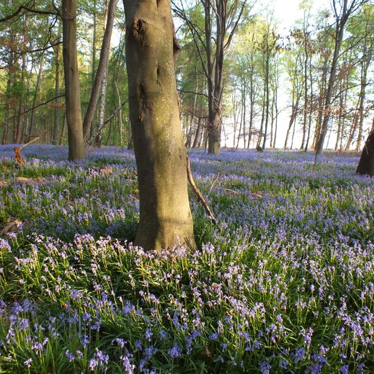 NSG Am hintersten Berg