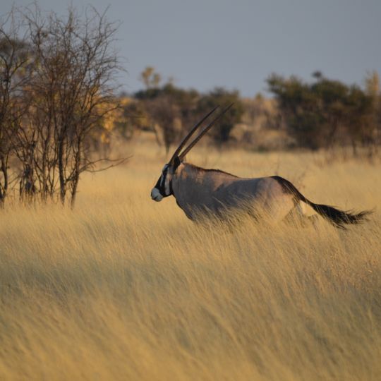 Central Kalahari Game Reserve