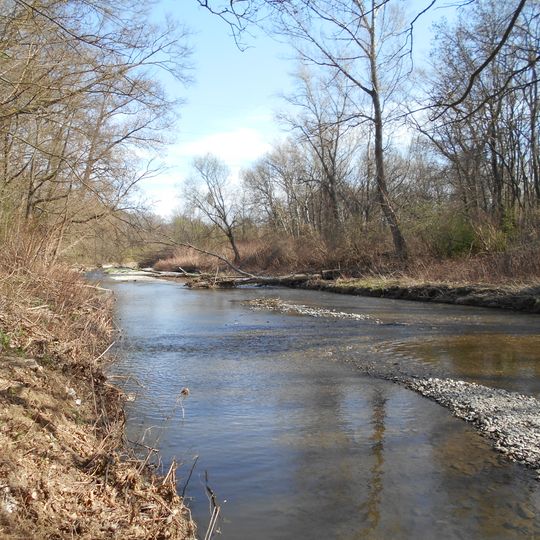 Riparian forest of Schwechat river between Tribuswinkel and Traiskirchen