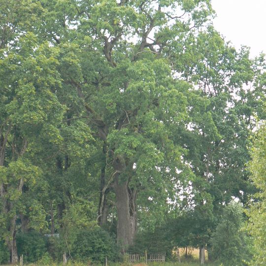 Vaineikupio ąžuolas