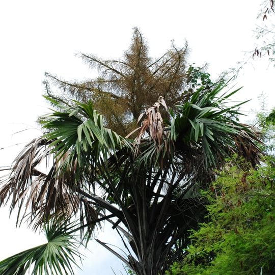 Thap Lan National Park
