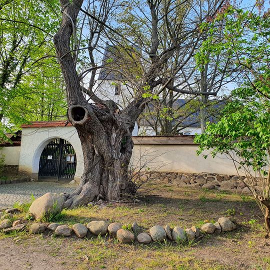 Lime tree on church hill Panitzsch