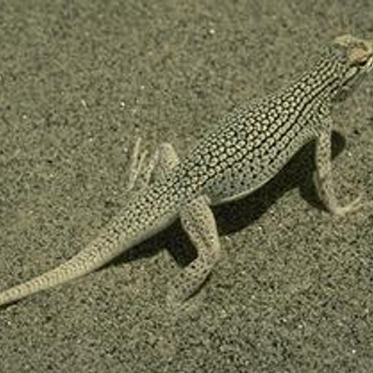 Coachella Valley National Wildlife Refuge