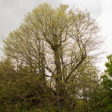 Winter-Linde Oberschöna
