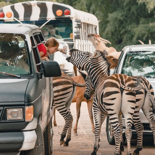 Wild Animal Safari, Pine Mountain