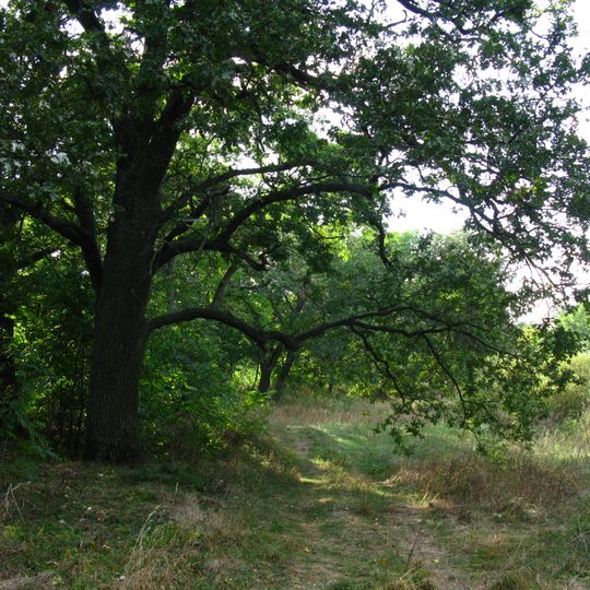 Alte Eichen bei Wjasiwok