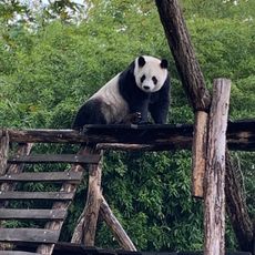 Giant pandas
