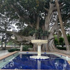 Ficus macrophylla