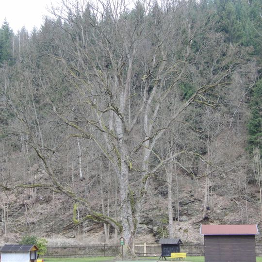 Klen u secesní vily