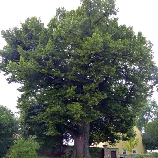 Naturdenkmal Dorflinde Oberwartha Dresden