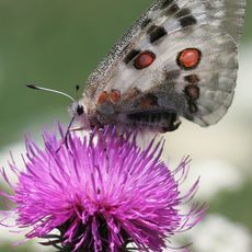 Réserve naturelle nationale du rocher de la Jaquette