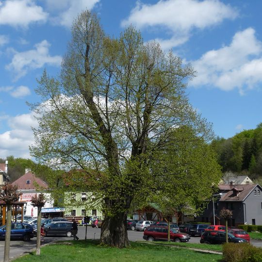 Lípa v Petrovicích