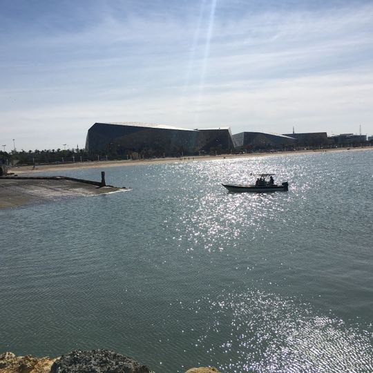 مسنة الوطية