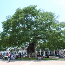 La Pochota