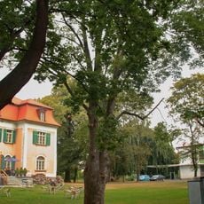 Javor v zahradě Miks