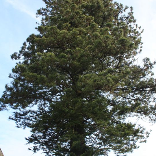 Árvore isolada em Venda Velha - R. 5 de Outubro