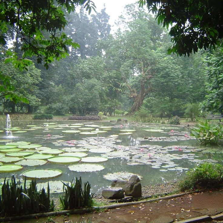 Bogor Botanik Bahçesi