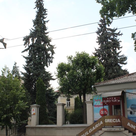 Ялина колюча