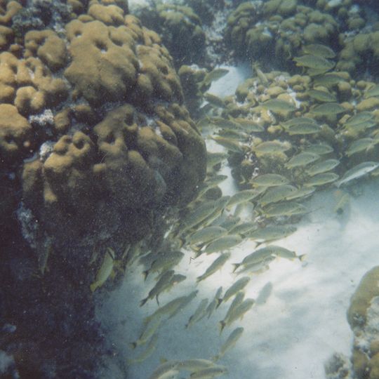 Hol Chan Marine Reserve