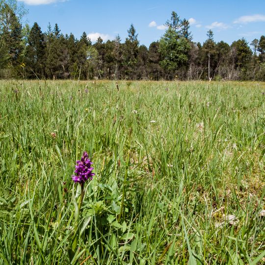Schutz des Breitfilzes Gemarkung Schönberg, Landkreis Schongau