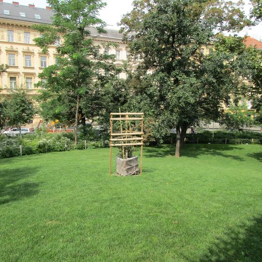 Dub taborský u Národního muzea