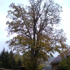 Klen v Dětřichovicích